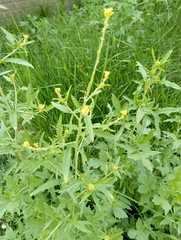 Sisymbrium officinale