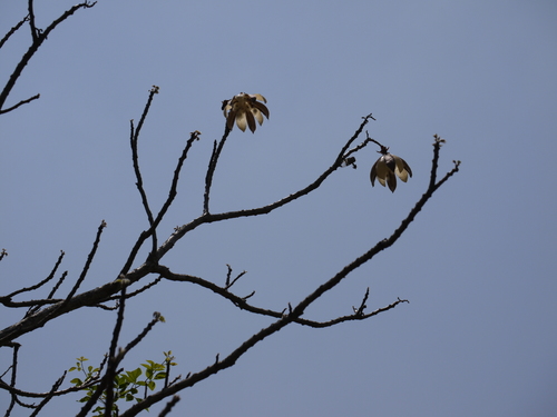 Silk-cotton tree (Cochlospermum religiosum)