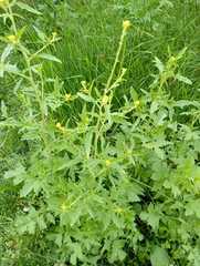 Sisymbrium officinale