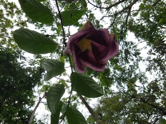 Mandevilla veraguasensis