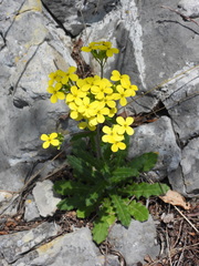 Biscutella cichoriifolia
