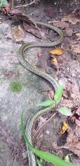 Leptophis