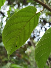 Mandevilla veraguasensis
