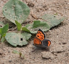 Lycaena phlaeas