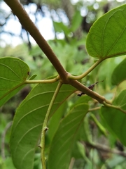 Mandevilla veraguasensis
