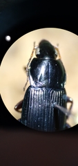 Poecilus lucublandus