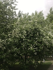 Prunus padus