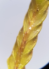 Fissidens osmundioides