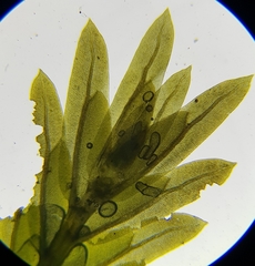 Fissidens osmundioides
