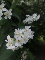 Prunus padus
