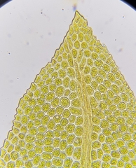 Fissidens osmundioides