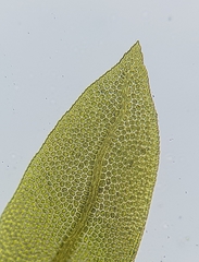 Fissidens osmundioides