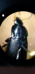 Poecilus lucublandus