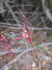Caladenia footeana