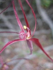 Caladenia footeana