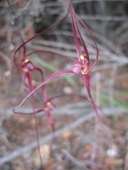 Caladenia footeana