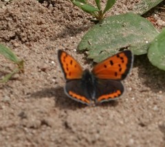 Lycaena phlaeas