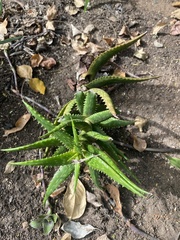 Aloe