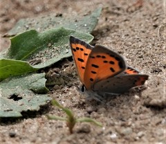 Lycaena phlaeas