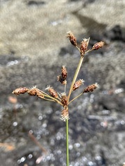Fimbristylis spadicea