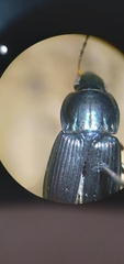 Poecilus lucublandus