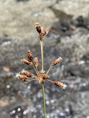 Fimbristylis spadicea
