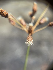 Fimbristylis spadicea