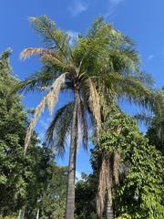Arecaceae