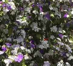 Brunfelsia australis