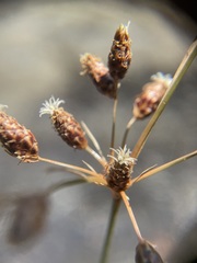 Fimbristylis spadicea