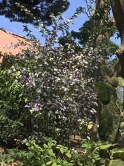 Brunfelsia australis