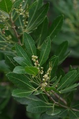 Allophylus natalensis