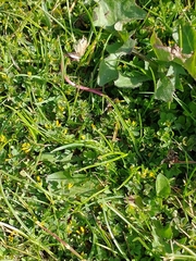 Trifolium micranthum