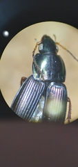Poecilus lucublandus