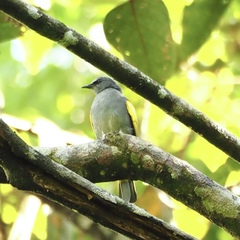 Rubigula cyaniventris