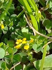 Trifolium micranthum