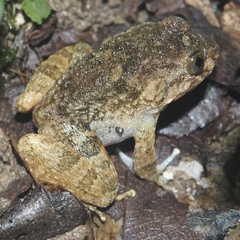 Limnonectes deinodon