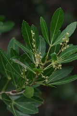 Allophylus natalensis