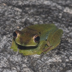Zhangixalus prominanus