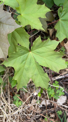 Acer platanoides