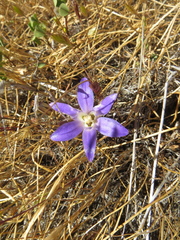 Brodiaea jolonensis