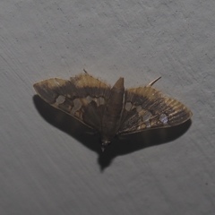 Prophantis