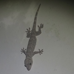 Gekko hulk