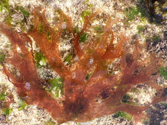 Nitophyllum punctatum