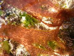 Nitophyllum punctatum