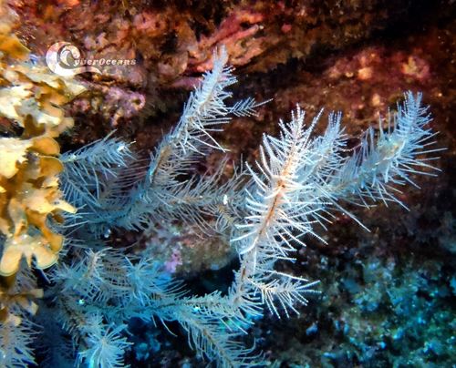 Black Coral