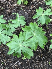 Podophyllum peltatum