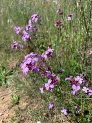 Erysimum linifolium