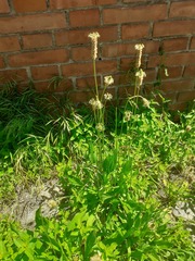 Plantago lanceolata