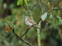 Elaenia
